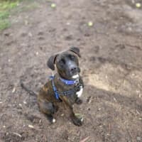 Photo of Lady Whistledown