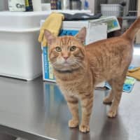 Photo of Tommy (9977)