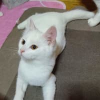 Photo of Ghost