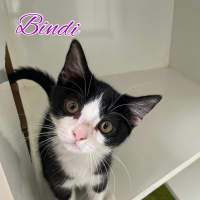 Photo of Bindi