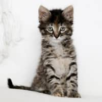 Photo of Octavia