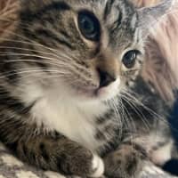 Photo of 🐾 Apollo 🐾