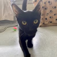 Photo of Puss Puss