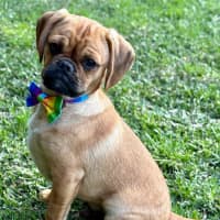 Photo of Harry   15 Week Old Pug X Cavalier