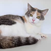 Photo of Cinnamon