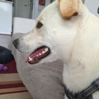 Photo of Percy 
