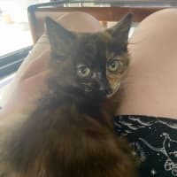 Photo of Pumpkin Spice Latte **2nd Chance Cat Rescue**