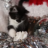 Photo of Jitterbug