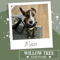 Photo of Maizi