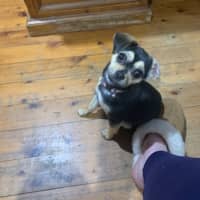 Photo of Bean   1 Year Old Chihuahua X