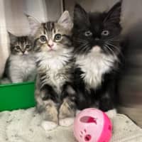 Photo of Poppy   Located In Lower Plenty