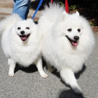 Photo of Lexie And Tudor