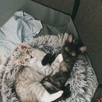 Photo of Judy Garland