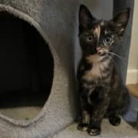 Photo of Millie   Located In Casterton