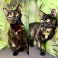 Photo of Hazel & Olive  Located In Keilor Downs