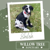 Photo of Shiloh
