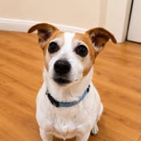 Photo of Roxy