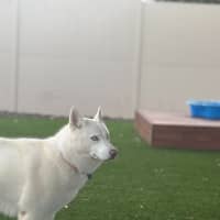 Photo of Yuki   3 Year Old Husky
