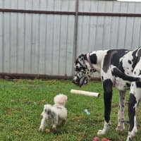 Photo of Darcy