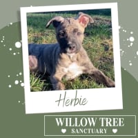 Photo of Herbie