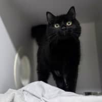 Photo of Suki