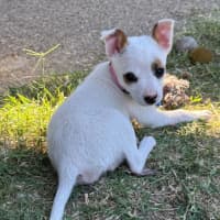 Photo of Pixie