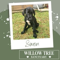 Photo of Simon