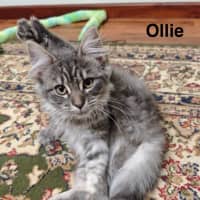 Photo of Ollie