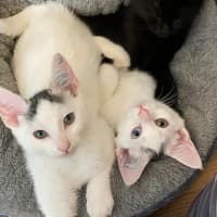 Photo of Eddie *9 Lives Project Rescue*