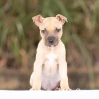 Photo of Roo