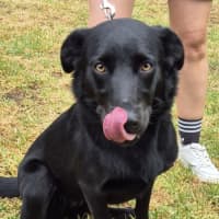 Photo of Penny (64873)