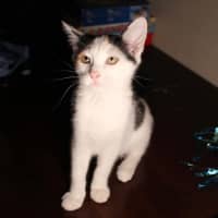 Photo of Tinkerbell