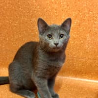Photo of Nimbus