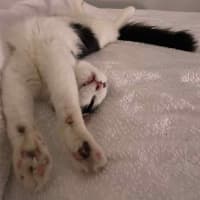 Photo of Mittens *9 Lives Project Rescue*