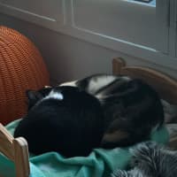 Photo of Amelia & Georgie   In Foster Care In Northcote