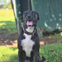 Photo of Scooby