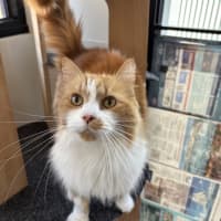 Photo of Simba