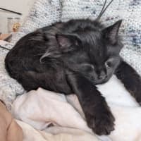 Photo of Poko 🥰 