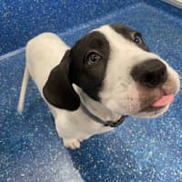 Photo of Snoopy