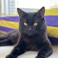 Photo of Wesley