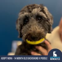 Photo of Nora   14 Month Old Dachshund X Poodle