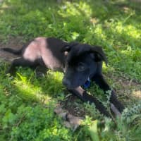 Photo of Mickey   14 Week Old Cattle Dog X Staffy