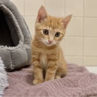 Photo of Thor