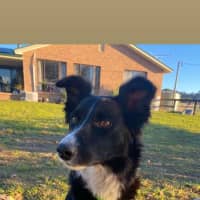Photo of Haven ~ 2yo Border Collie