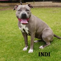 Photo of Indi