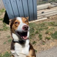 Photo of Ace