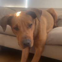 Photo of Tank   9 Month Old Mastiff X
