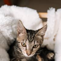 Photo of Trujillo (Trudy)