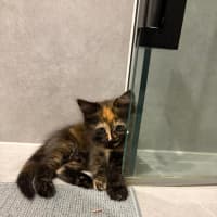 Photo of Sage & Fennel