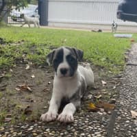 Photo of Lacey